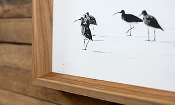 Albatross canvas framed print is sprayed with a protective coating