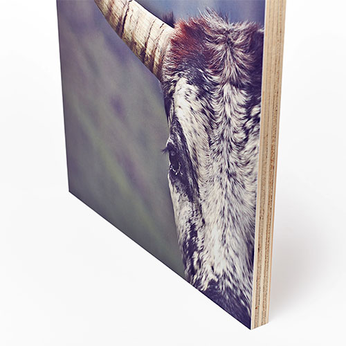 PrintWild Big 1s options banner