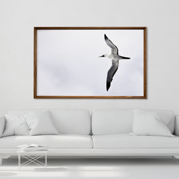 The Albatross