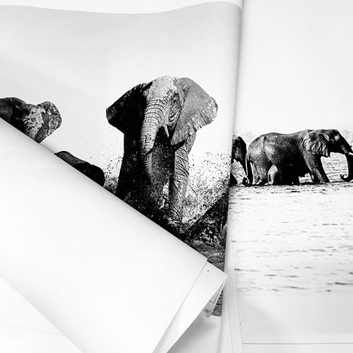 PrintWild Loose Canvas Prints options banner