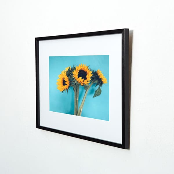 Ballyhoo Frame